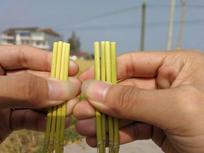 嘉興金惠利召開“雷力2000”觀摩測產(chǎn)會(huì)