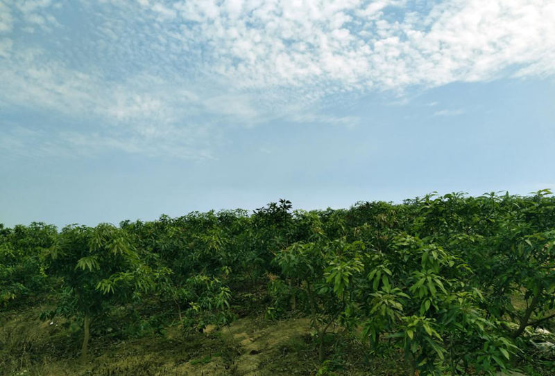 愛普豐澤晟華：為農(nóng)服務(wù)，我們是快樂的