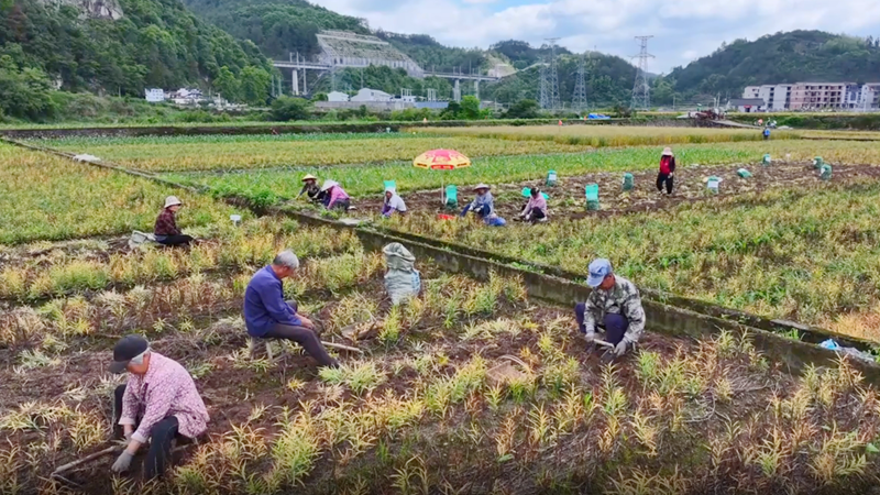 浙貝母中藥材GAP標(biāo)準(zhǔn)化示范基地全面進(jìn)入采收期